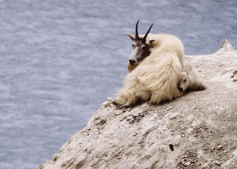 Wild mountain goat and kid ©Getty Images