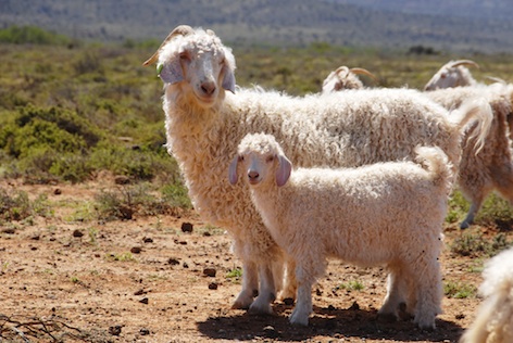 Angora goats have long curly fur ©Getty Images