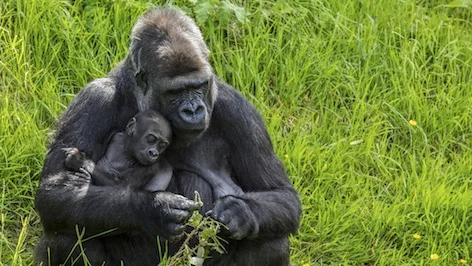 gorilla_feedbaby_jup.jpg