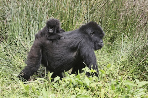 Young mountain gorilla riding on mum's back. ©Getty Images