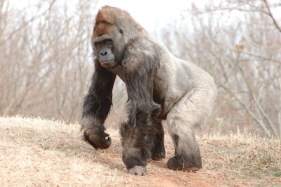 Lowland silverback male. ©Getty Images