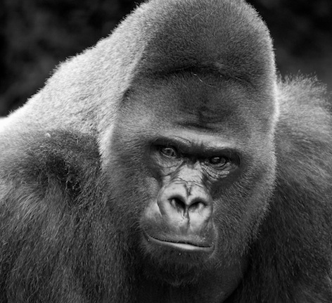 Gorillas have domed head and high forehead. ©Getty Images