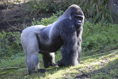 Eastern lowland silverback male ©Getty Images