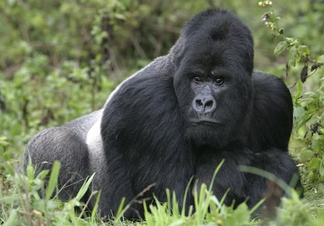 Mountain gorilla silverback ©Getty Images