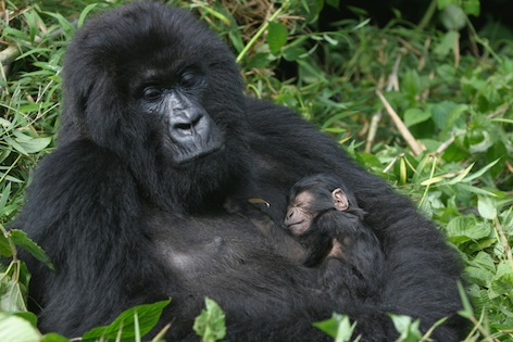 A mountain gorilla with her newborn. ©Getty Images