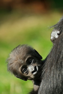 A baby gorilla stays close to its mother ©Getty Images