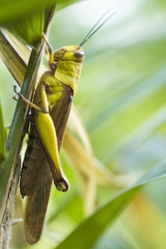 Locusts are a type of grasshopper ©Getty Images