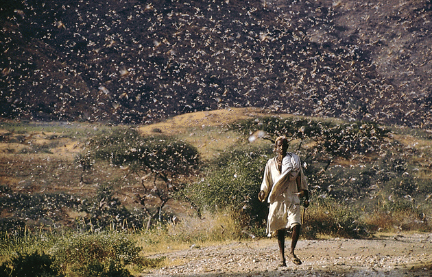 Locust swarm ©Getty Images