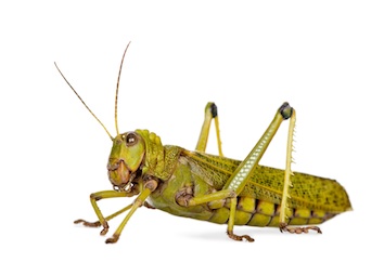 Locust ©Getty Images