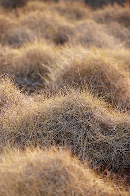 spinifex, Pilbara, Western Australia ©Getty Images