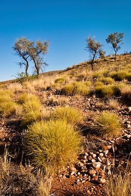 spinifex grassland, central Australia ©Getty Images