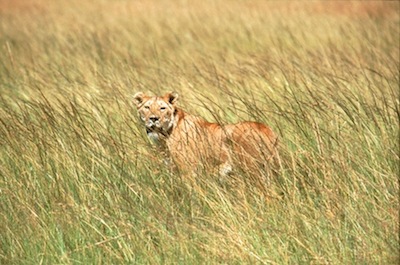 Lions don't live in the jungle - they live in grasslands! ©Getty Images