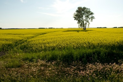 Grasslands in North America are called prairies ©Getty Images