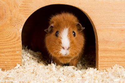 Guinea pig peeping out of its bedroom ©Getty Images