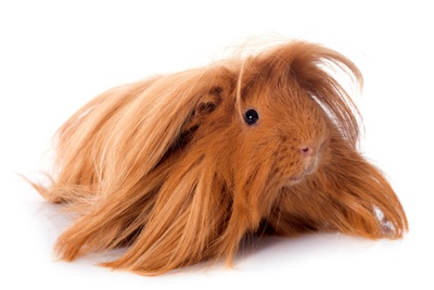 Long-haired guinea pigs must be brushed ©Getty Images