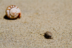 Wild hermit crabs ©Getty Images