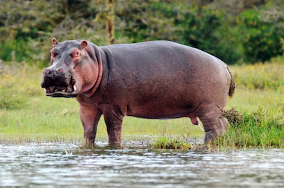 A common hippopotamus. ©Getty Images