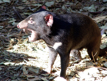 Tasmanian devil. ©Getty Images