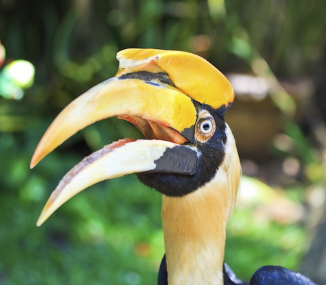 A great hornbill ©Getty Images