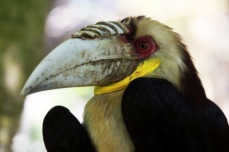 A wreathed hornbill looks like it is wearing a wreath around its neck ©Getty Images