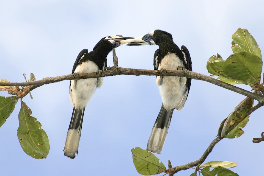 A pair of oriental pied hornbills ©Getty Images