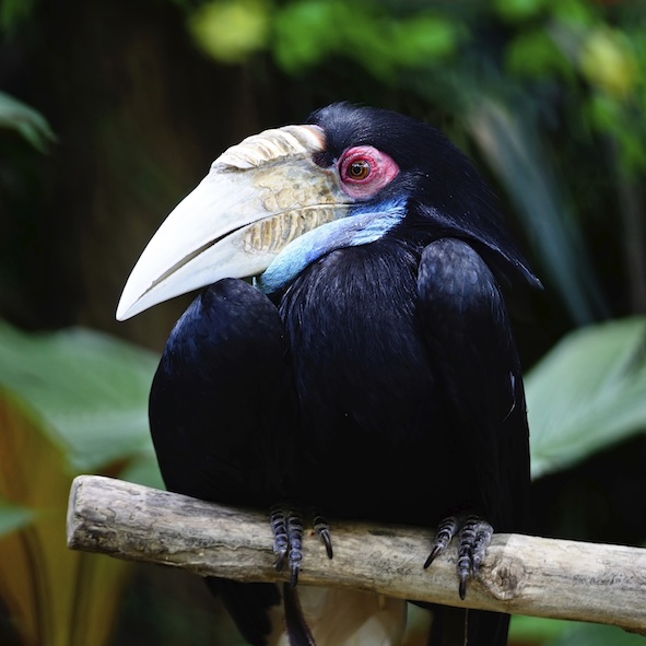 A plain-pouched hornbill ©Getty Images
