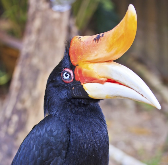 Rhinoceros hornbill ©Getty Images