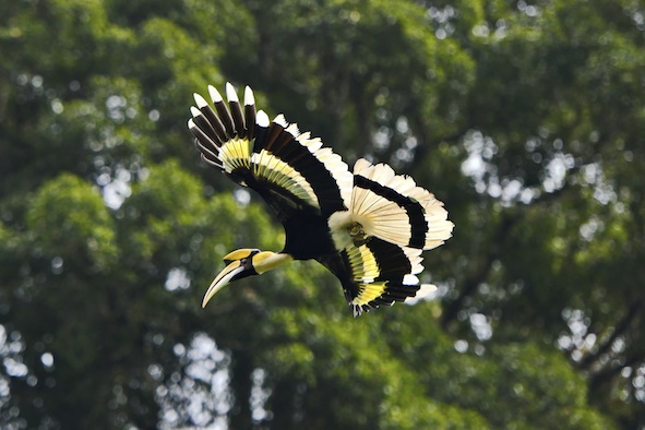 Great hornbill in flight ©Getty Images