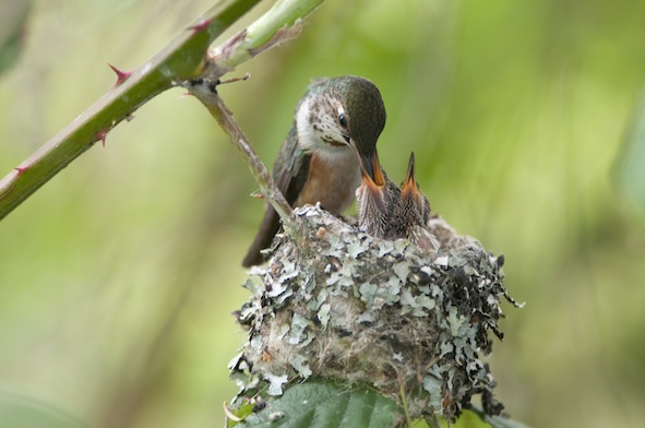 The spider silk used to make the nest means it expands when the eggs hatch and the young grow. ©Getty Images