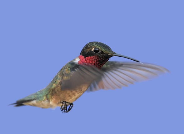 A ruby-throated hummingbird ©Getty Images