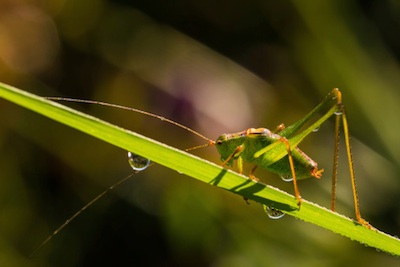 Crickets are active at night. © Getty images