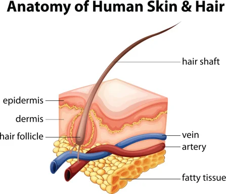 Hair grows from under the skin Getty Images