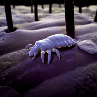Close up of a head louse. 'Nits' live on hair close to the scalp. Getty Images