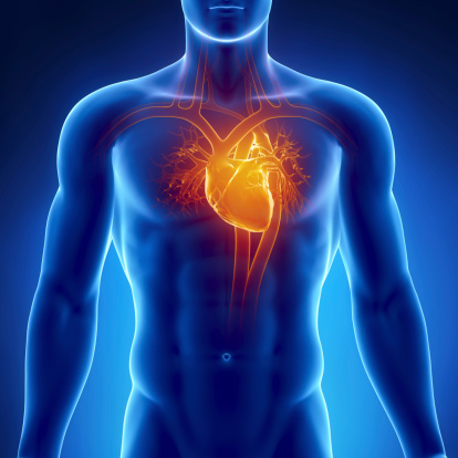 Blood is pumped around the body, and in and out of the heart. Getty Images