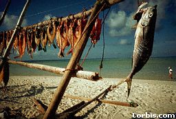 A catch of fish drying on a beach. Villagers near the sea can catch fish.