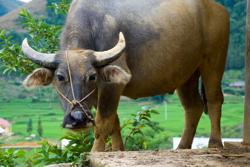 Water buffalo are used to pull ploughs, carts and wagons. © iStock