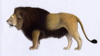 Barbary lions were captured and killed in the Colosseum