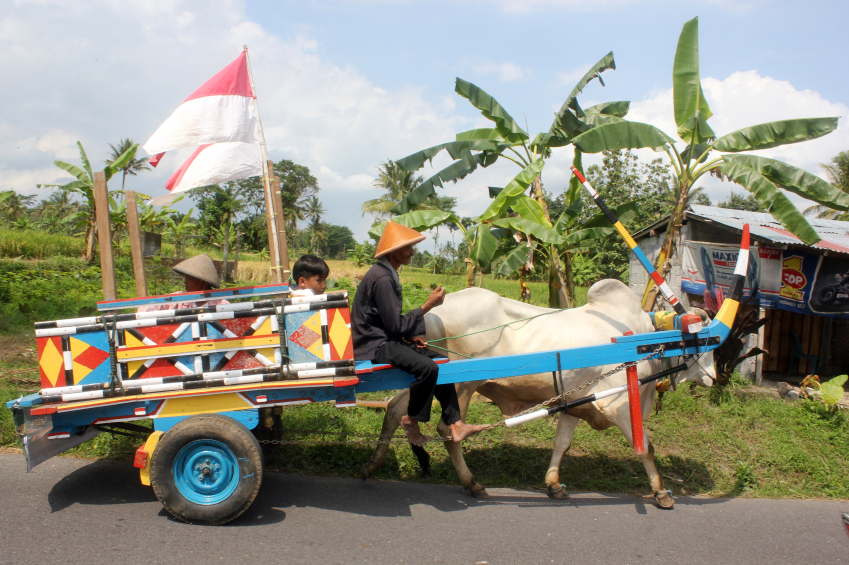 Ox drawn carts like this have been used on farms for hundreds of years. This one is decorated for a village celebration