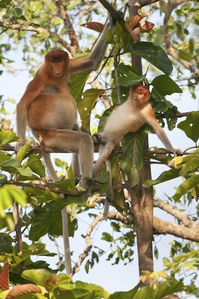 Islands are home to many rare animal species such as proboscis monkeys on Borneo ©Getty Images
