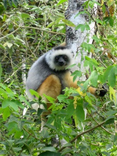 This lemur is one of many sepcies of lemur that live on Madagascar © kidcyber image