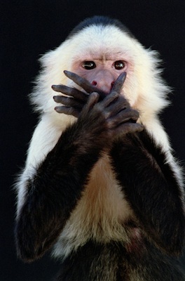 A capuchin monkey. ©Getty Images