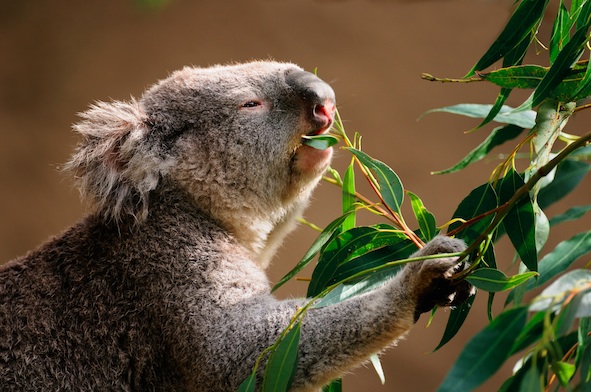 Koalas eat the leaves of some kinds of eucalyptus trees ©Getty Images