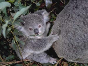 The joey stays in its mother's pouch for several weeks after it is born and then travels on here back ©Getty Images
