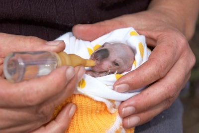 An orphaned joey being hand reared by a wildlife carer. ©Getty Images