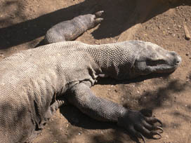 A Komodo Dragon rests in this position (kidcyber image)