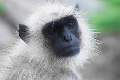 langur_common_TS.jpg