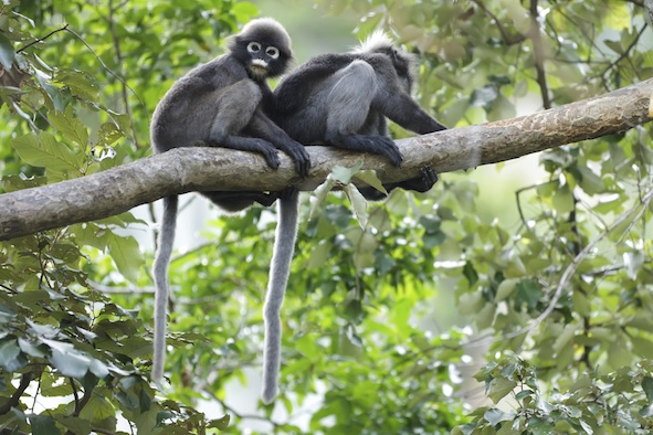 A pair of spectacled langurs in Thailand ©Getty Images