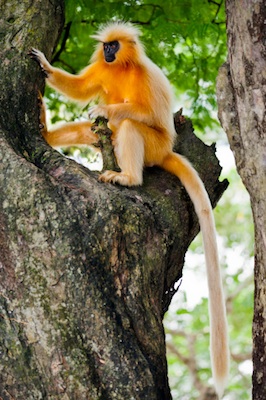 Golden langur ©Getty Images