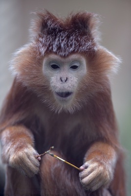Silvered leaf langur ©Getty Images