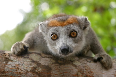 Crowned lemur. ©Getty Images